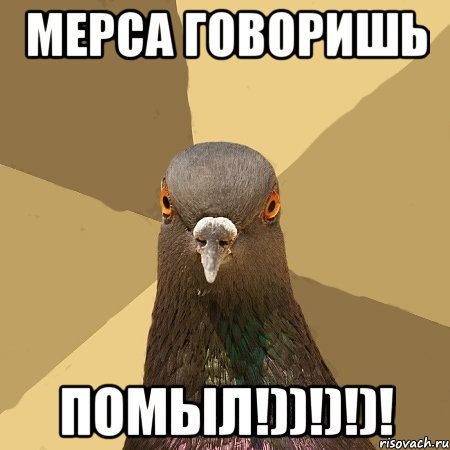 Мерса говоришь ПОМЫЛ!))!)!)!, Мем голубь