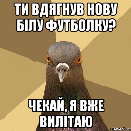 Ти вдягнув нову білу футболку? чекай, я вже вилітаю, Мем голубь