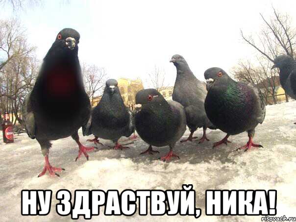 Ну здраствуй, Ника!