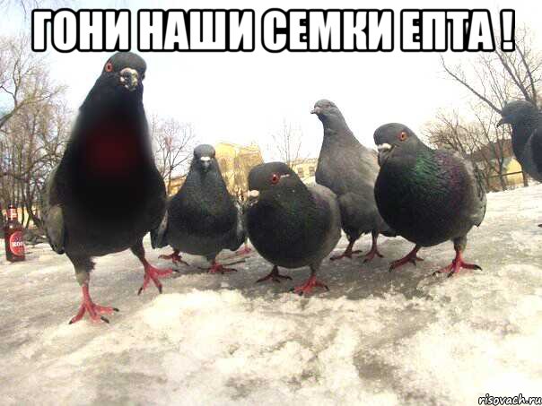 Гони наши семки епта ! 