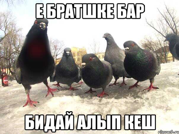 Е братшке бар Бидай алып кеш