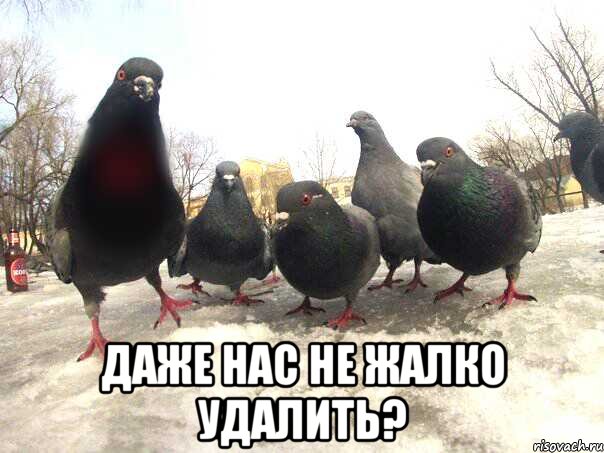 Даже нас не жалко удалить?