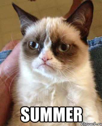  Summer, Мем Grumpy Cat small