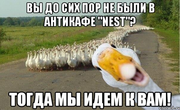 Вы до сих пор не были в Антикафе "Nest"? Тогда мы идем к вам!, Мем гуси