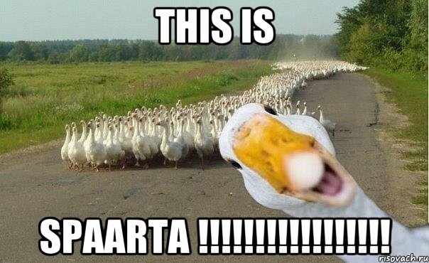 this is SPAARTA !!!!!!!!!!!!!!!!!, Мем гуси