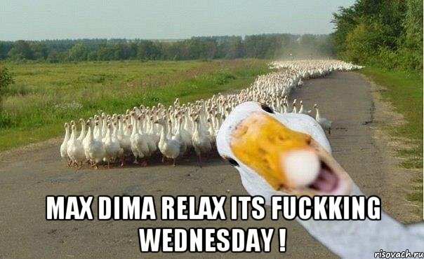  Max Dima Relax Its fuckking Wednesday !, Мем гуси