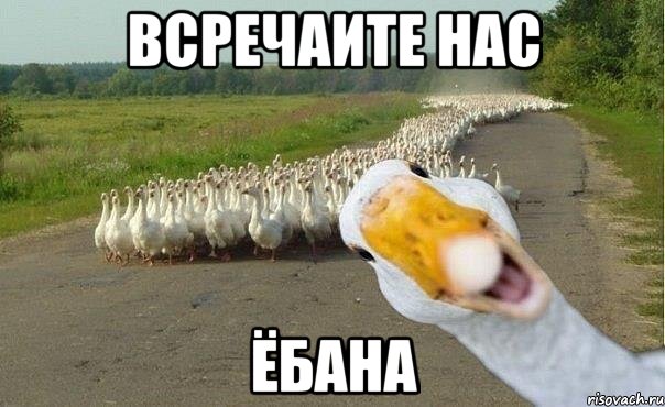 всречаите нас ЁБАНА, Мем гуси