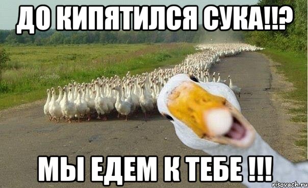 до кипятился сука!!? мы едем к тебе !!!, Мем гуси