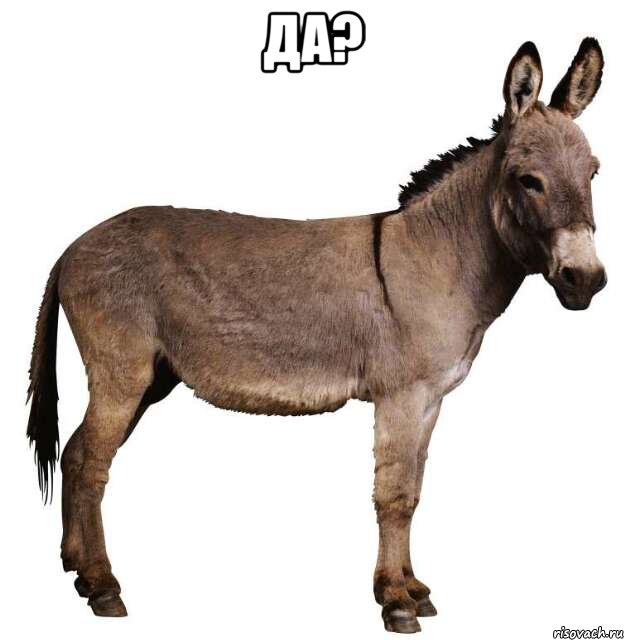 Да? , Мем ишак
