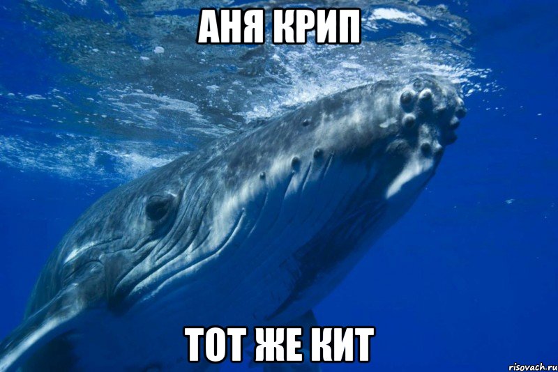 Аня Крип Тот же кит