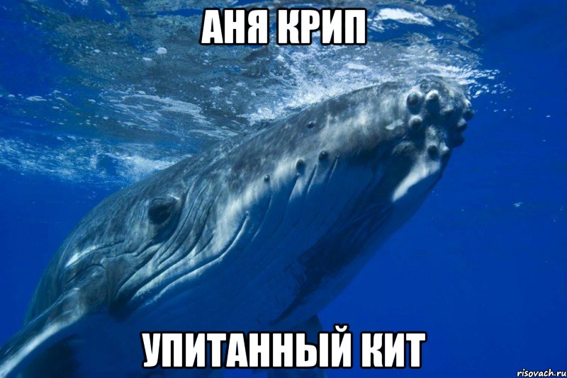 Аня Крип Упитанный кит