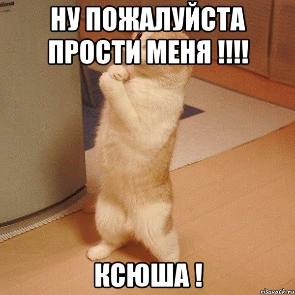 ну пожалуйста прости меня !!!! Ксюша !, Мем  котэ молится