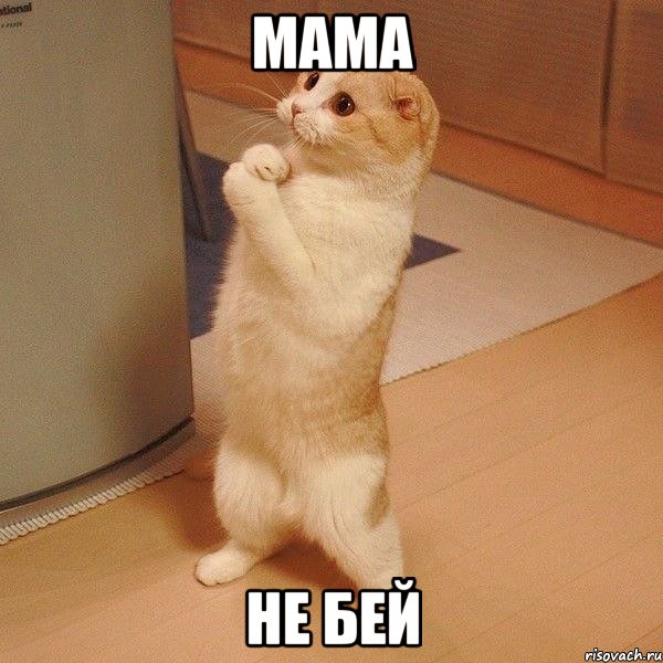 Мама не бей, Мем  котэ молится