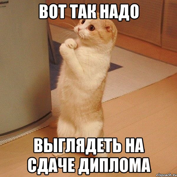 Вот так надо выглядеть на сдаче диплома, Мем  котэ молится