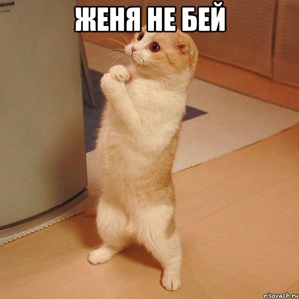 женя не бей , Мем  котэ молится