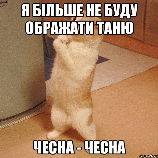 я більше не буду ображати таню чесна - чесна, Мем  котэ молится