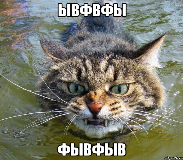 ывфвфы фывфыв, Мем котэ