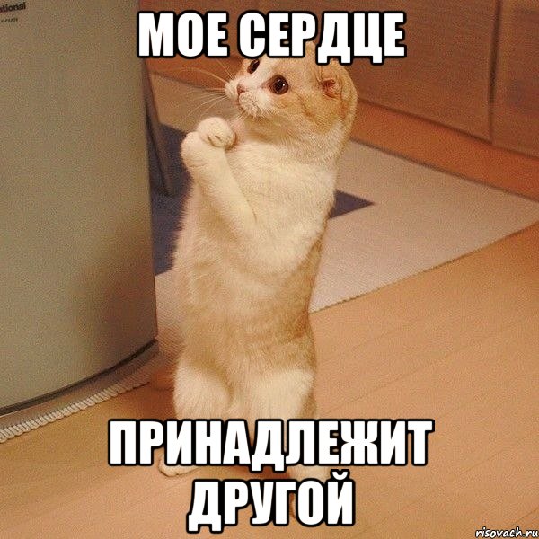 мое сердце принадлежит другой, Мем  котэ молится