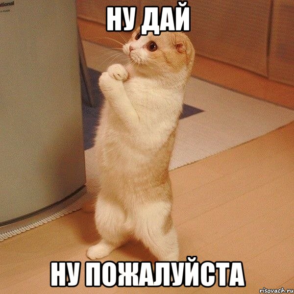 ну дай ну пожалуйста, Мем  котэ молится