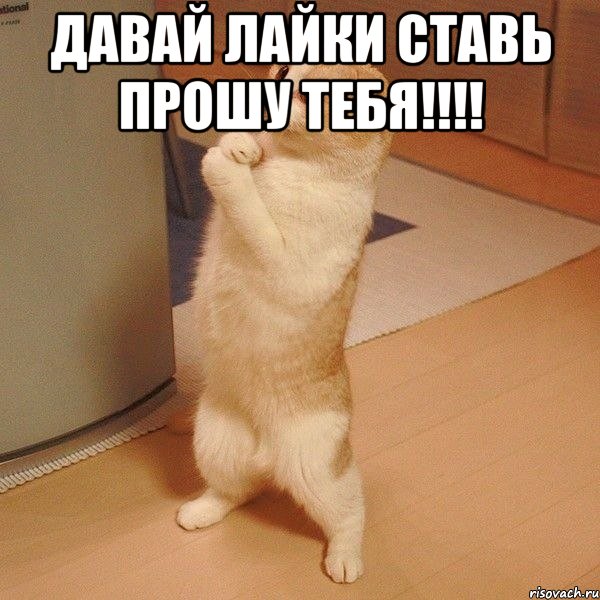 Давай лайки ставь прошу тебя!!!! , Мем  котэ молится
