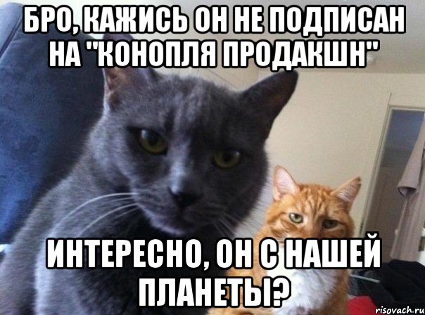 Бро, кажись он не подписан на "Конопля Продакшн" Интересно, он с нашей планеты?