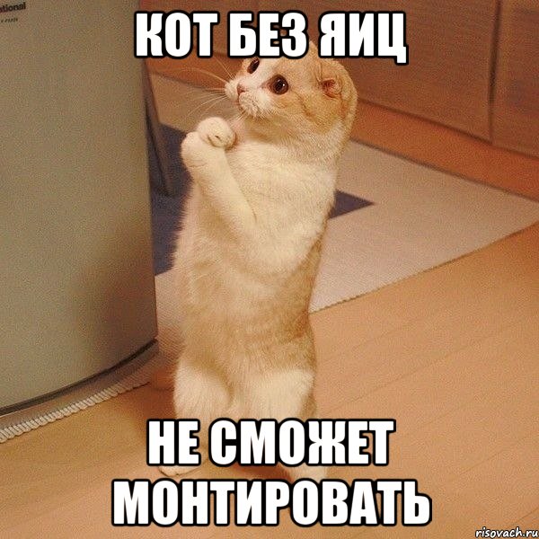 кот без яиц не сможет монтировать, Мем  котэ молится