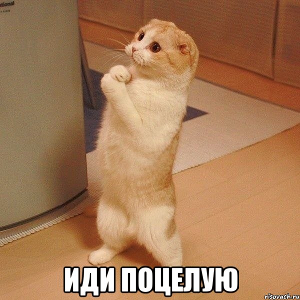  иди поцелую, Мем  котэ молится