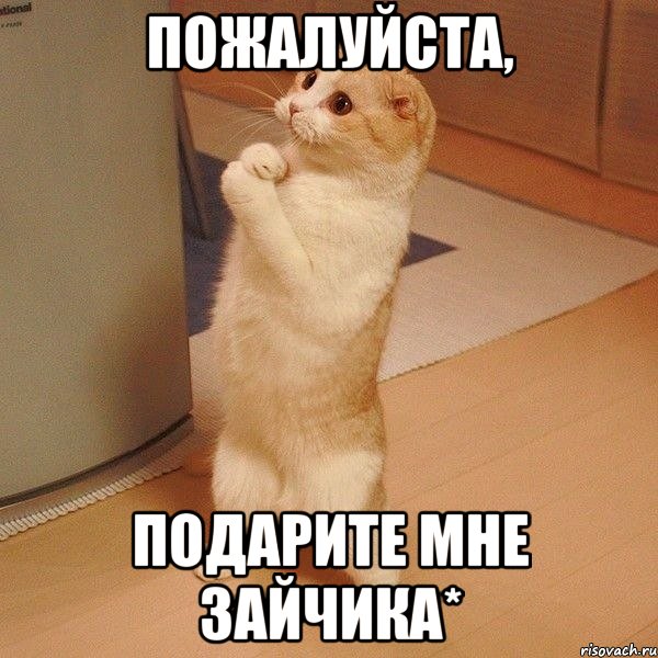 Пожалуйста, Подарите мне Зайчика*, Мем  котэ молится