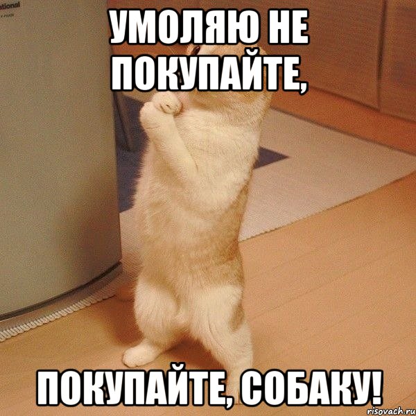 умоляю не покупайте, покупайте, СОБАКУ!, Мем  котэ молится