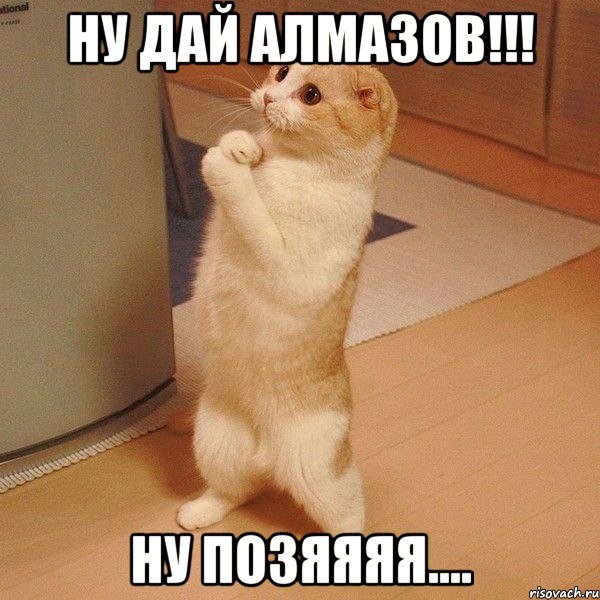 Ну дай алмазов!!! Ну позяяяя...., Мем  котэ молится