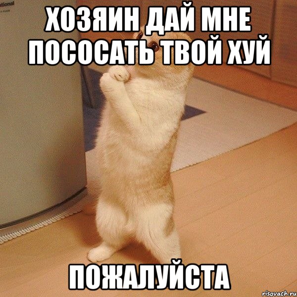 Хозяин дай мне пососать твой хуй Пожалуйста, Мем  котэ молится