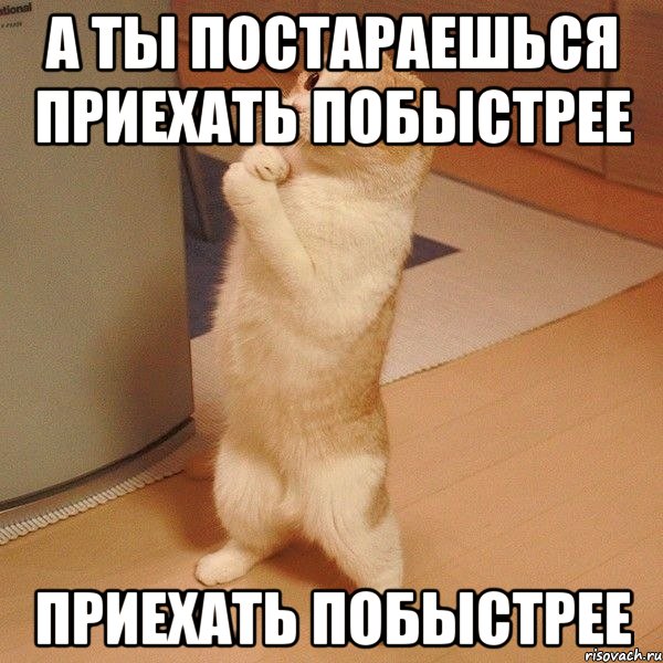 а ты постараешься приехать побыстрее приехать побыстрее, Мем  котэ молится