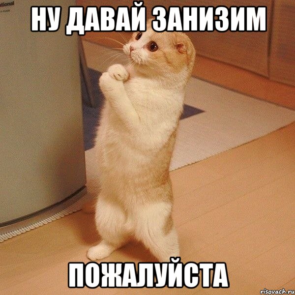 ну давай ЗАНИЗИМ ПОЖАЛУЙСТА, Мем  котэ молится