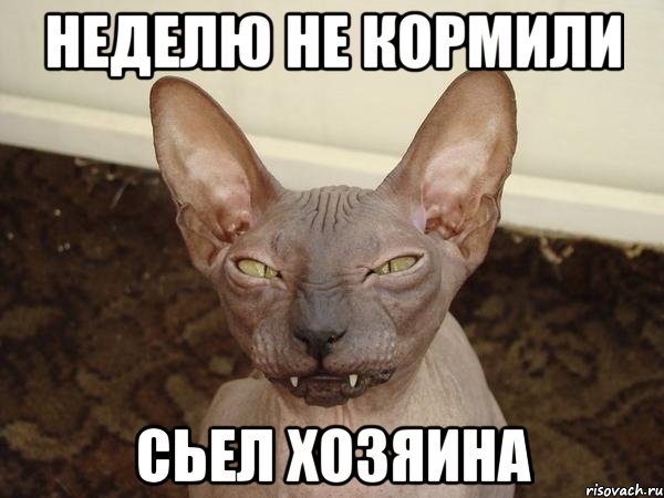 неделю не кормили сьел хозяина