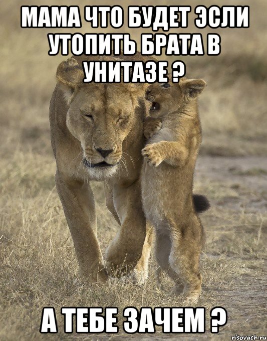 мама что будет эсли утопить брата в унитазе ? а тебе зачем ?, Мем львёнок