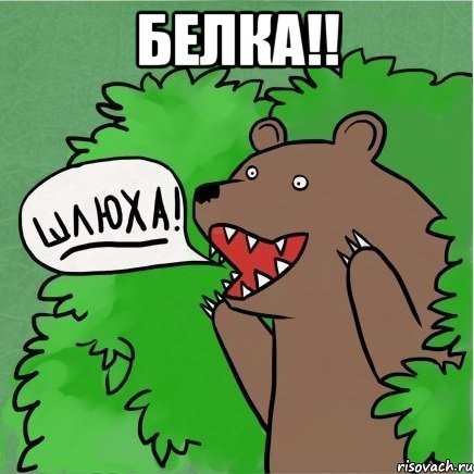 Белка!! , Мем Медведь в кустах
