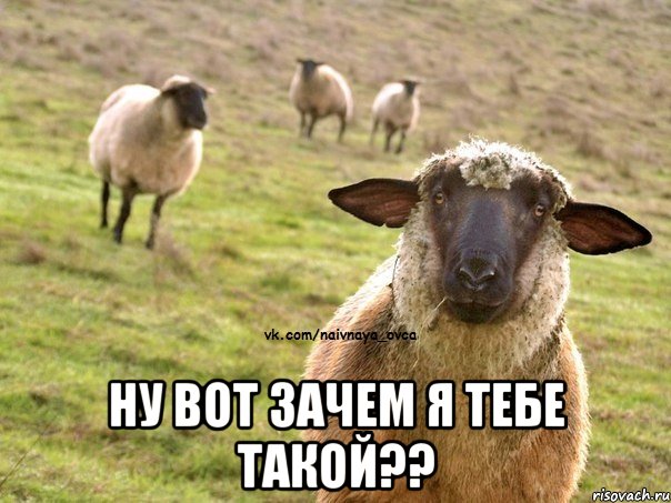  ну вот зачем я тебе такой??, Мем  Наивная Овца