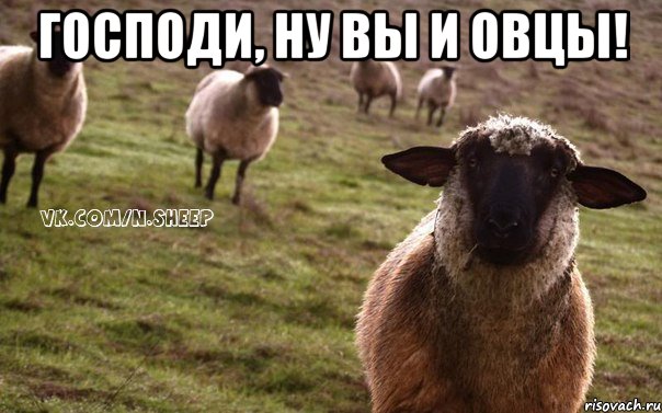 Господи, ну вы и овцы! , Мем  Наивная Овца