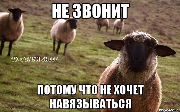 Не звонит Потому что не хочет навязываться, Мем  Наивная Овца