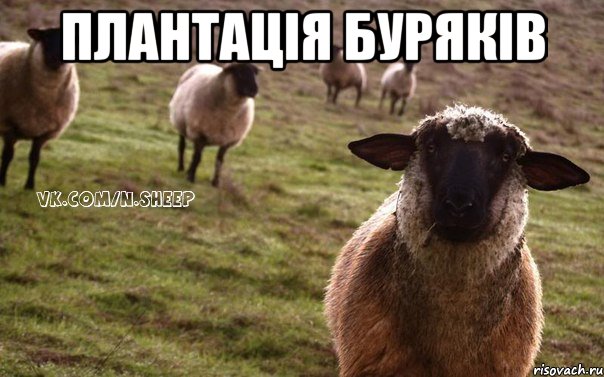 Плантацiя Бурякiв , Мем  Наивная Овца