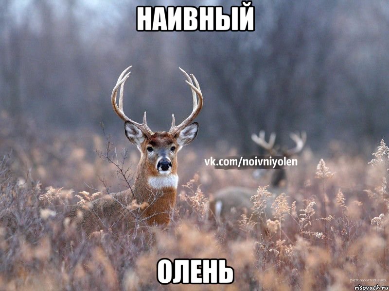 Наивный олень