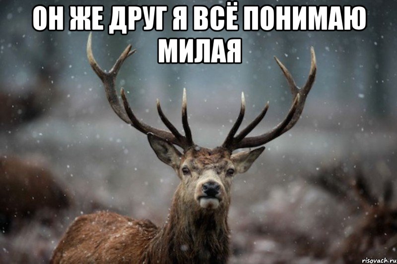 он же друг я всё понимаю милая 