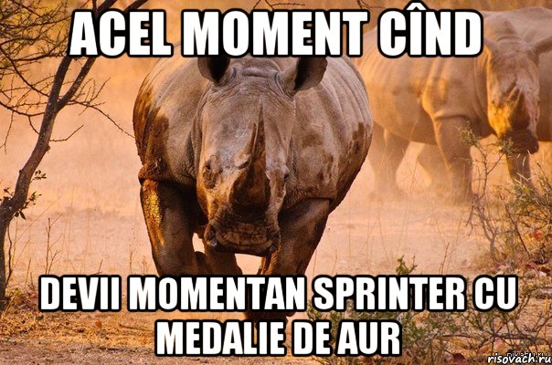 Acel moment cînd devii momentan sprinter cu medalie de aur, Мем носорог