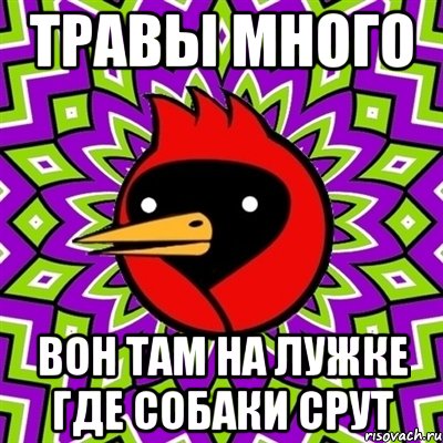 ТРАВЫ МНОГО ВОН ТАМ НА ЛУЖКЕ ГДЕ СОБАКИ СРУТ, Мем Омская птица