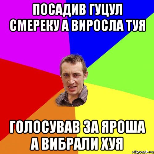 Посадив гуцул смереку а виросла туя голосував за яроша а вибрали хуя, Мем Чоткий паца