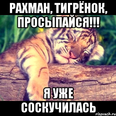 Рахман, тигрёнок, просыпайся!!! Я уже соскучилась, Мем пар3