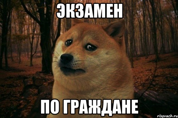 Экзамен по граждане, Мем SAD DOGE