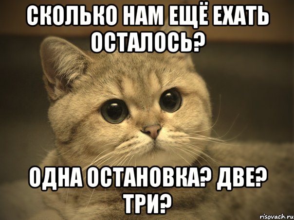 Сколько нам ещё ехать осталось? Одна остановка? Две? Три?, Мем Пидрила ебаная котик