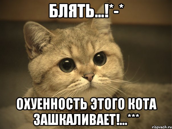 Блять...!*-* Охуенность этого кота зашкаливает!...***, Мем Пидрила ебаная котик