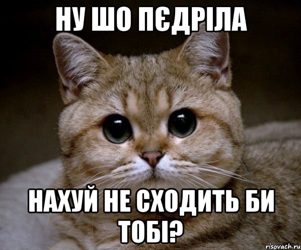 ну шо пєдріла нахуй не сходить би тобі?, Мем Пидрила Ебаная